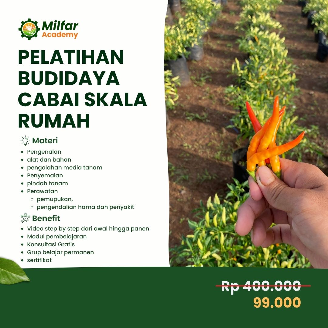 Pelatihan Budidaya Cabai dari 0 Sampai Panen